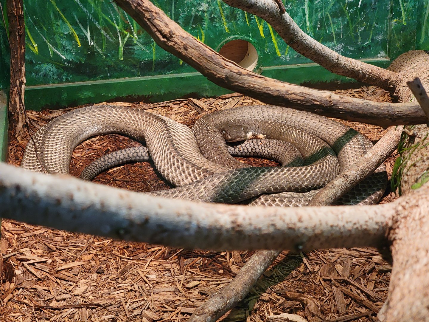 Reptile Lagoon, SOTB - King cobra