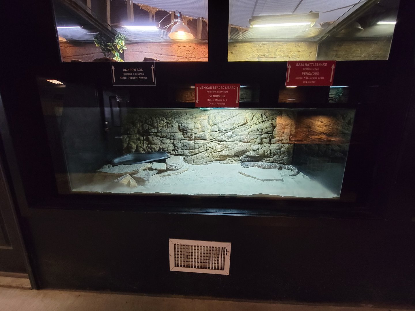 Reptile Lagoon, SOTB - Mexican beaded lizard