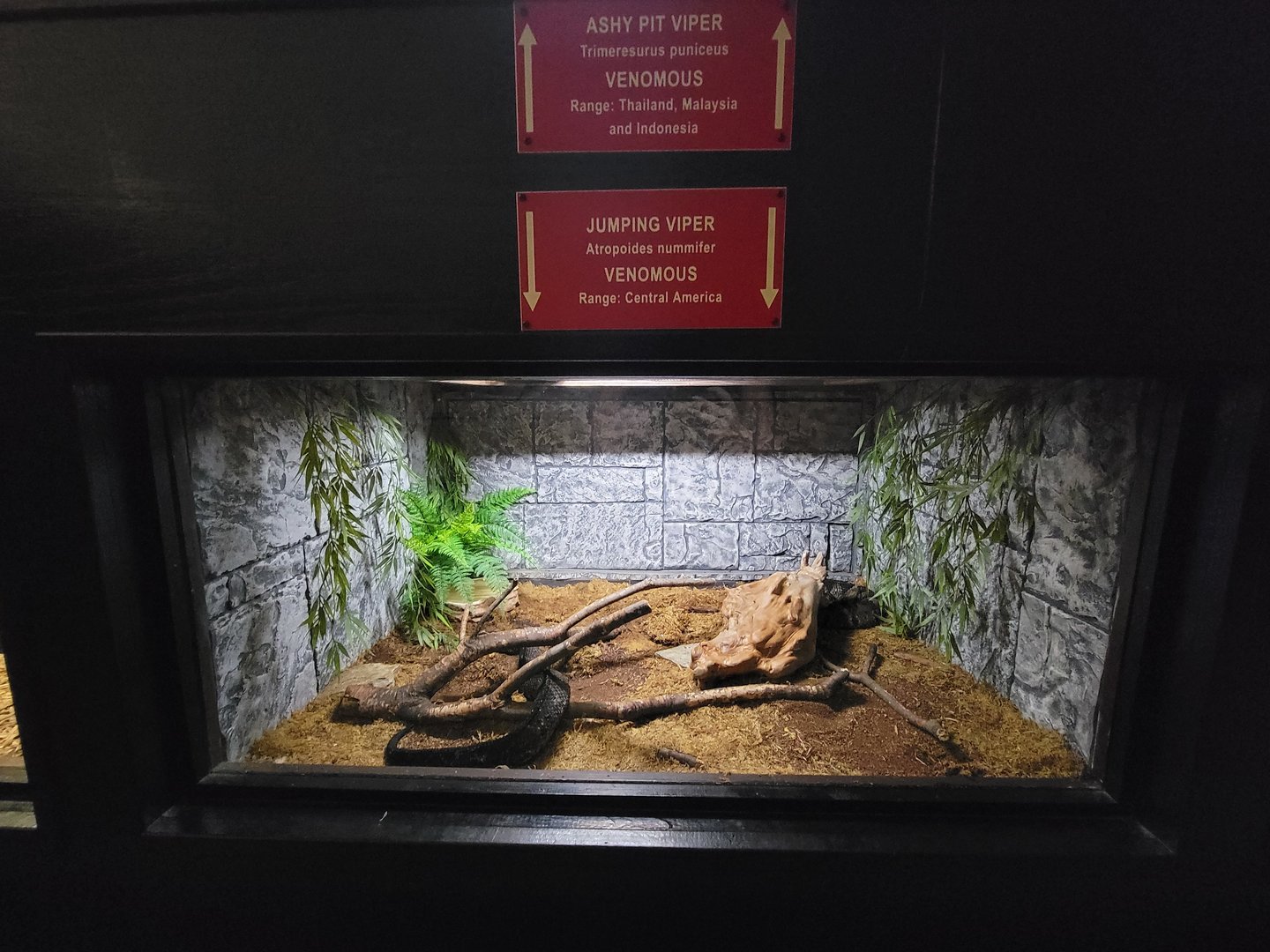 Reptile Lagoon, SOTB - Mexican jumping pitviper