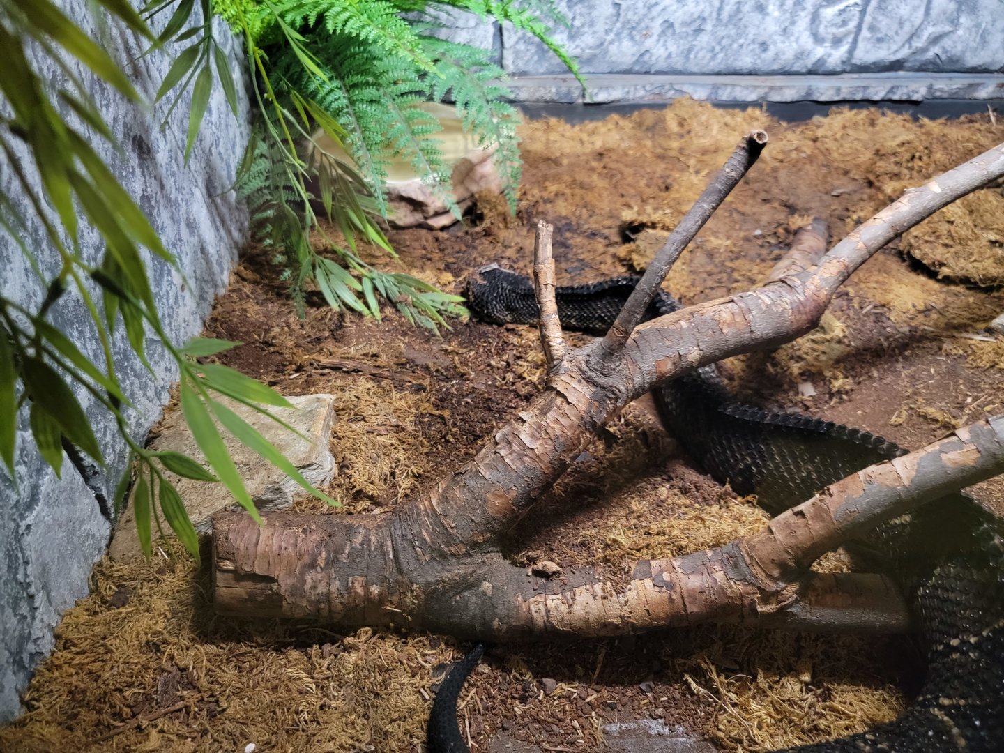 Reptile Lagoon, SOTB - Mexican jumping pitviper