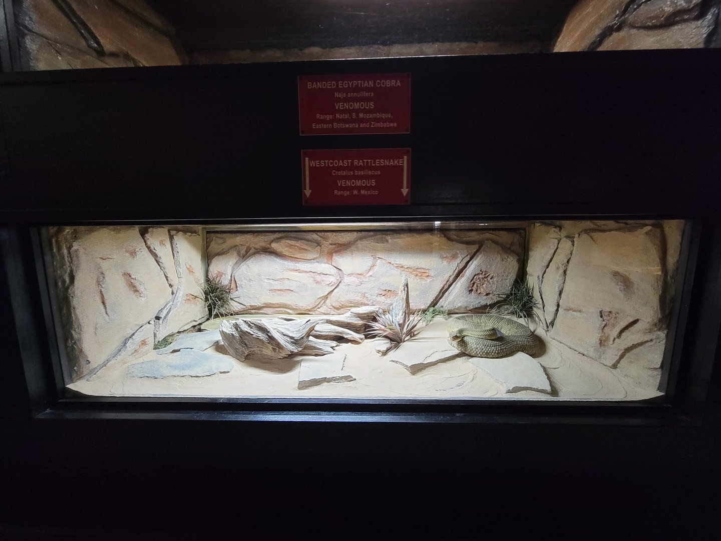 Reptile Lagoon, SOTB - Mexican West Coast rattlesnake