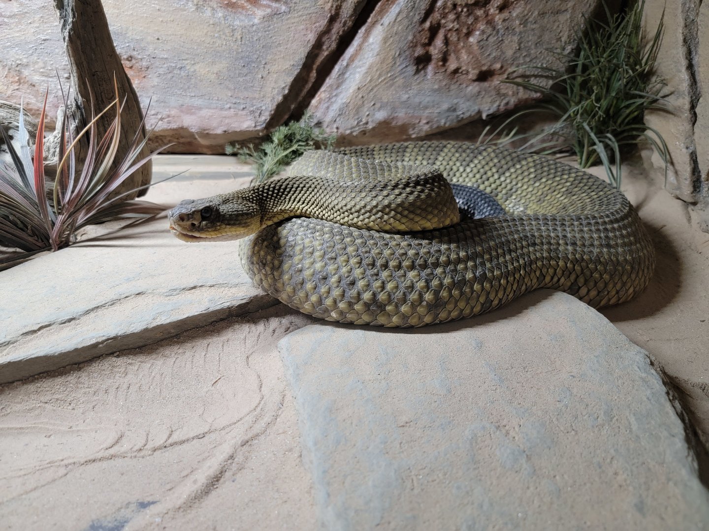 Reptile Lagoon, SOTB - Mexican West Coast rattlesnake