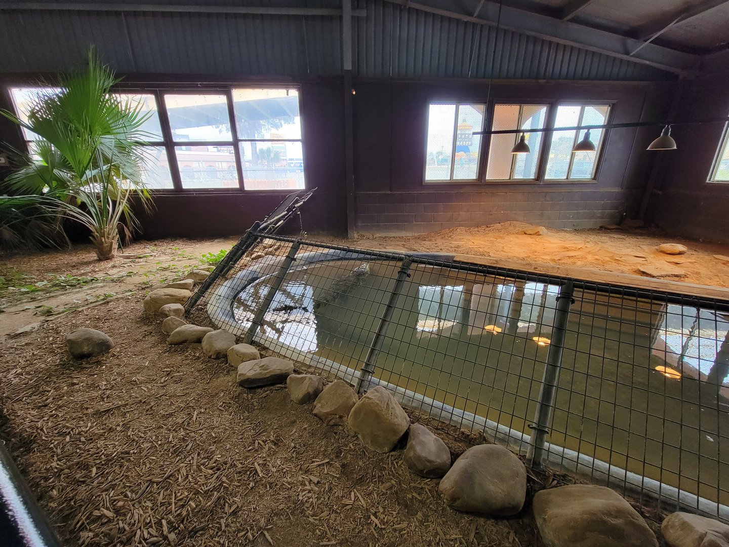 Reptile Lagoon, SOTB - Morelet's crocodile