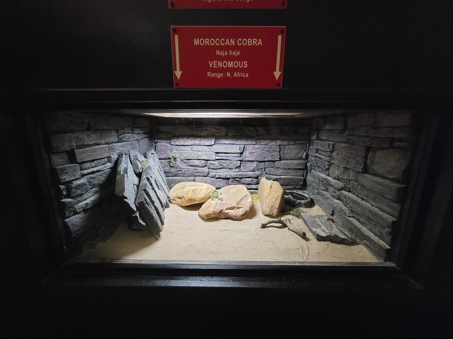 Reptile Lagoon, SOTB - Moroccan cobra