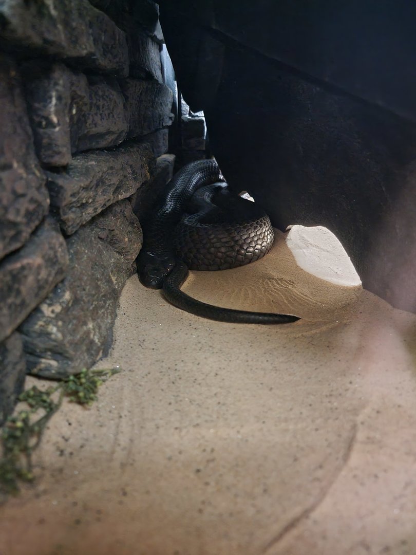 Reptile Lagoon, SOTB - Moroccan cobra