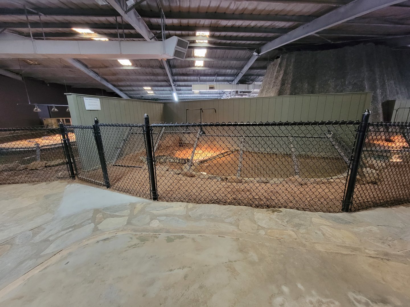 Reptile Lagoon, SOTB - New Guinea crocodile