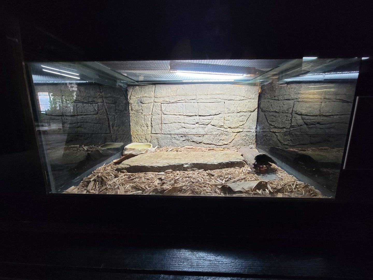 Reptile Lagoon, SOTB - New Mexico milksnake (L. t. celaenops)