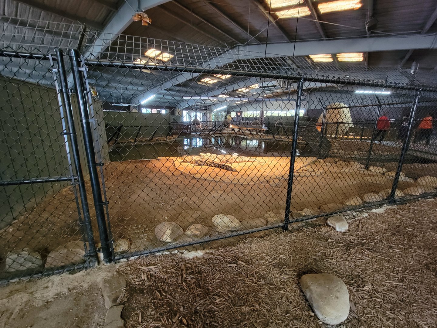 Reptile Lagoon, SOTB - Nile and Nile x Cuban crocodiles