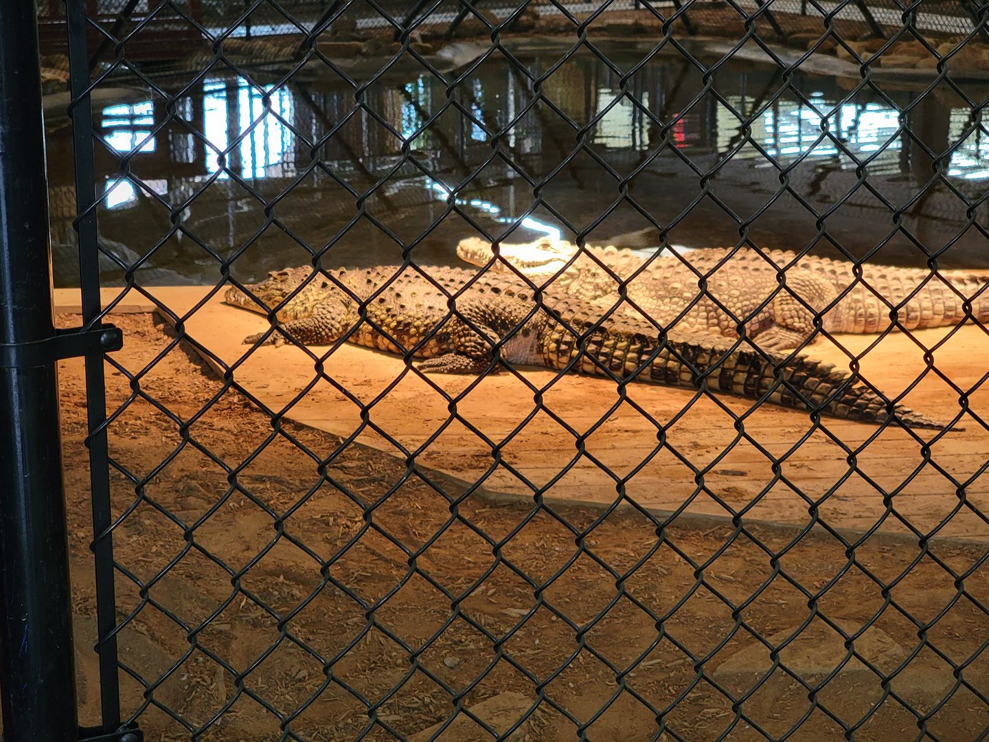 Reptile Lagoon, SOTB - Nile and Nile x Cuban crocodiles