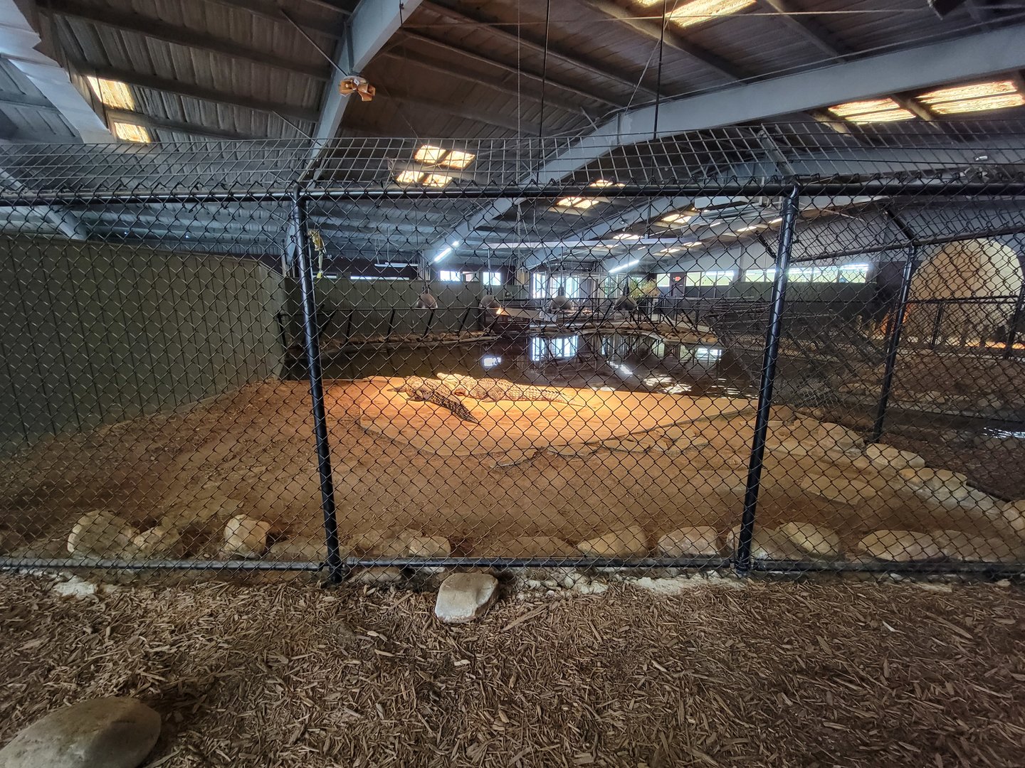 Reptile Lagoon, SOTB - Nile and Nile x Cuban crocodiles