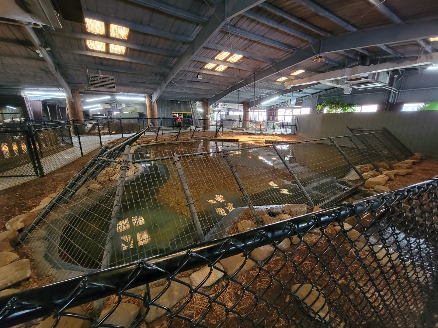Reptile Lagoon, SOTB - Nile, Nile x Cuban crocs