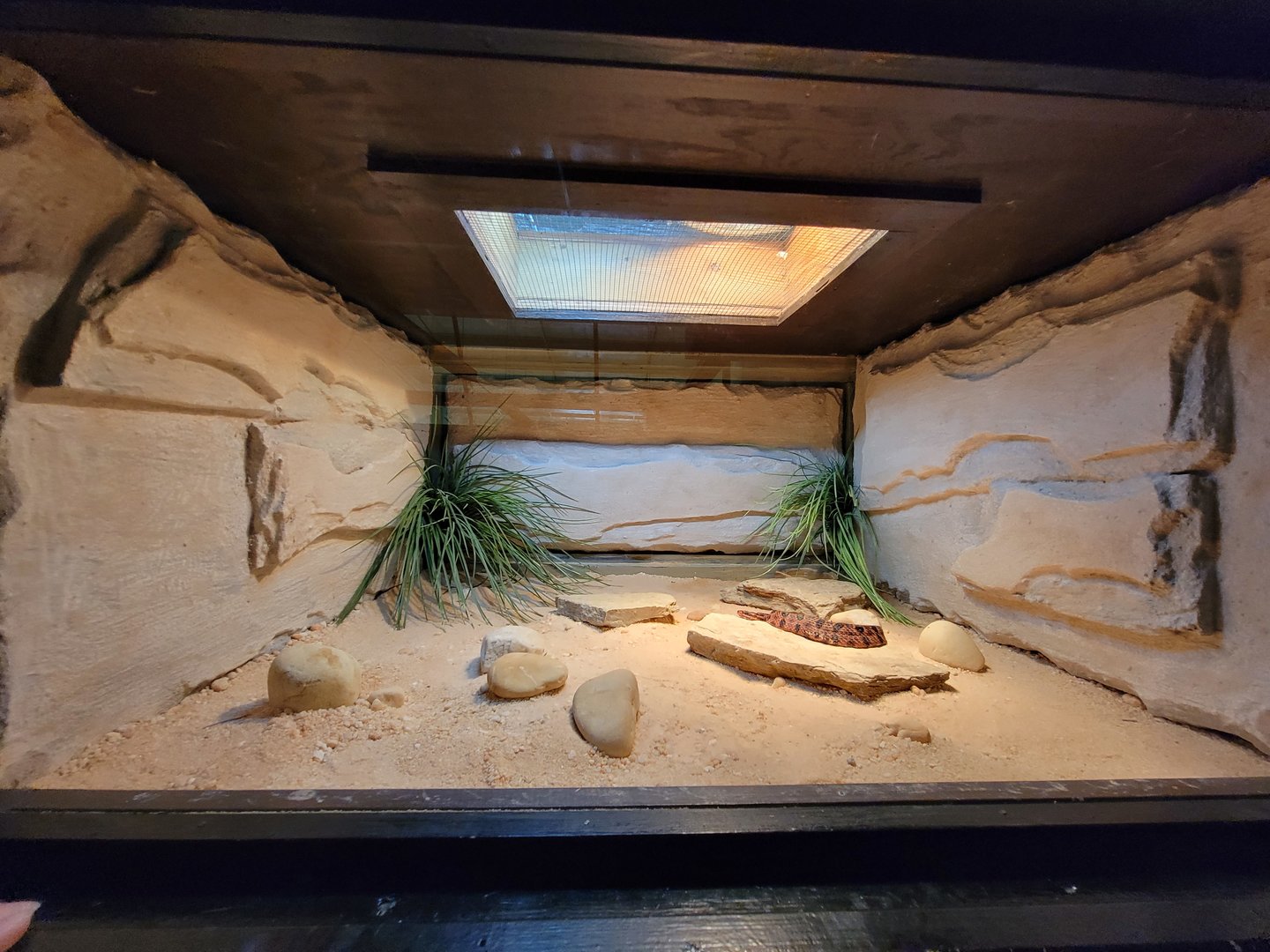 Reptile Lagoon, SOTB - Pygmy rattlesnake