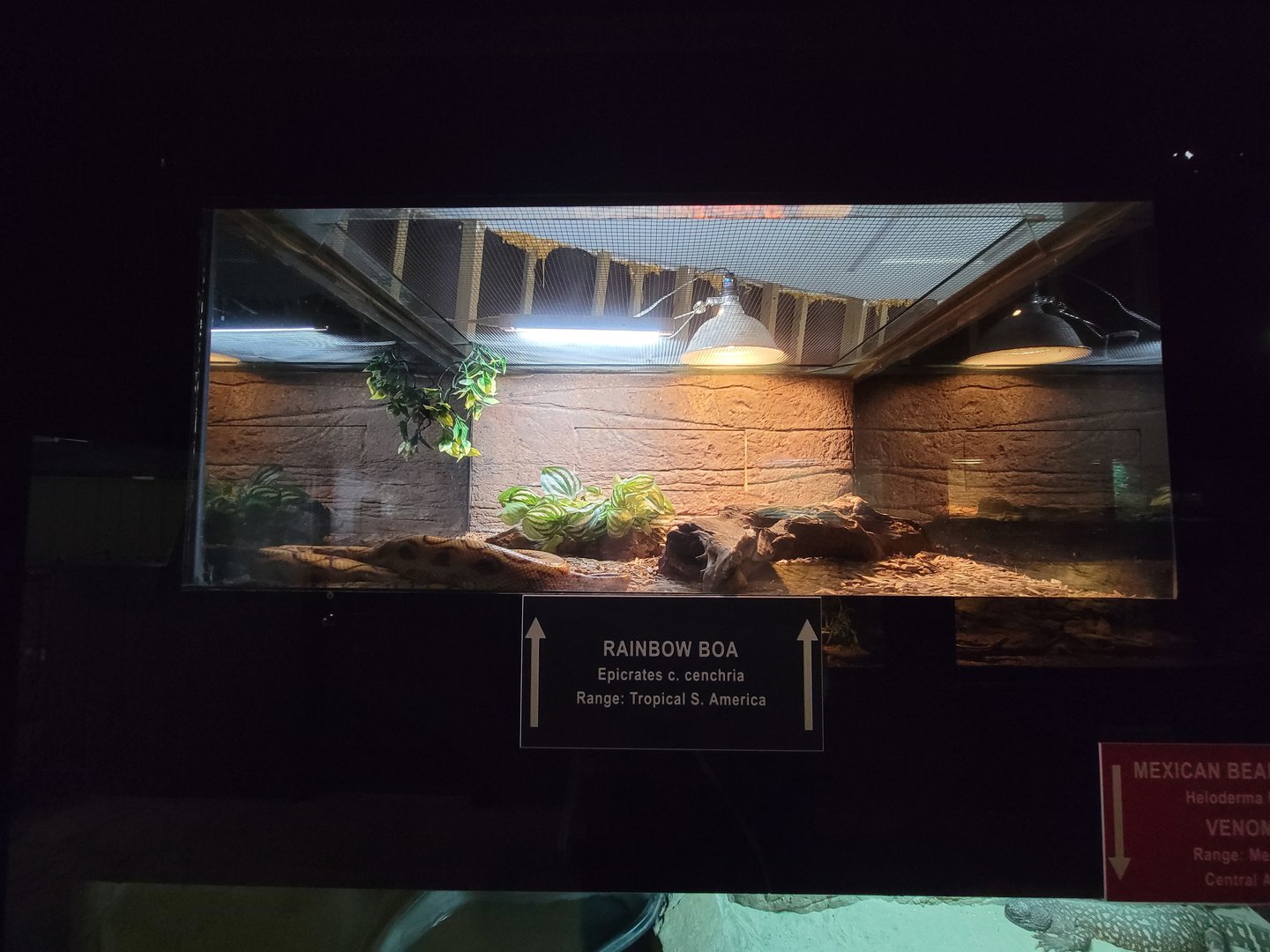 Reptile Lagoon, SOTB - Rainbow boa