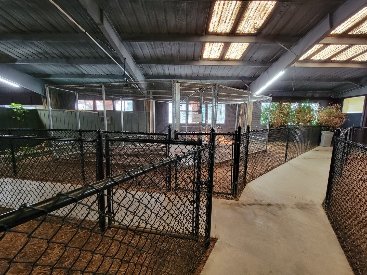 Reptile Lagoon, SOTB - Red tegu