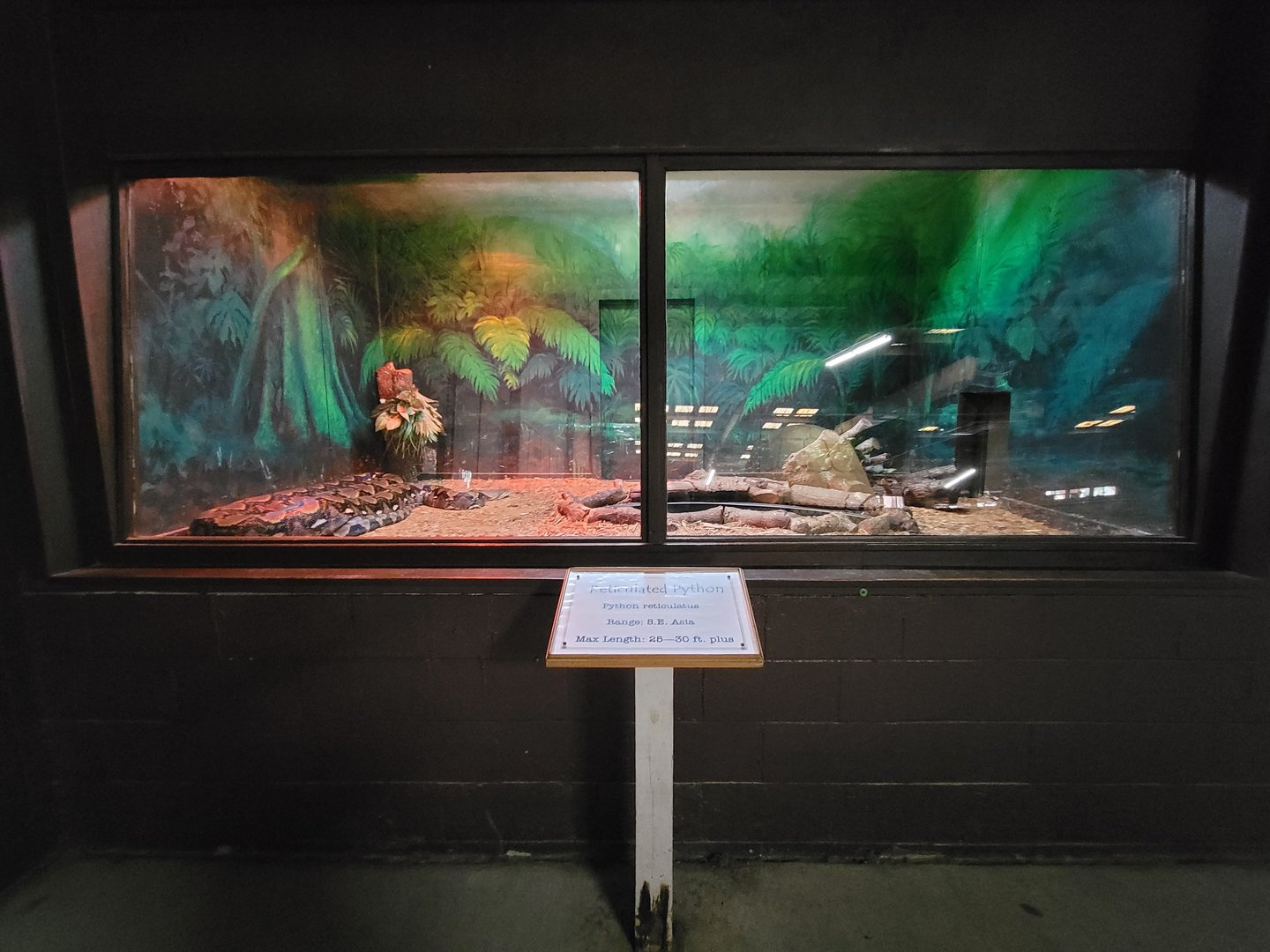 Reptile Lagoon, SOTB - Reticulated python