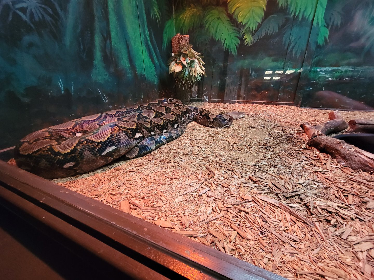 Reptile Lagoon, SOTB - Reticulated python