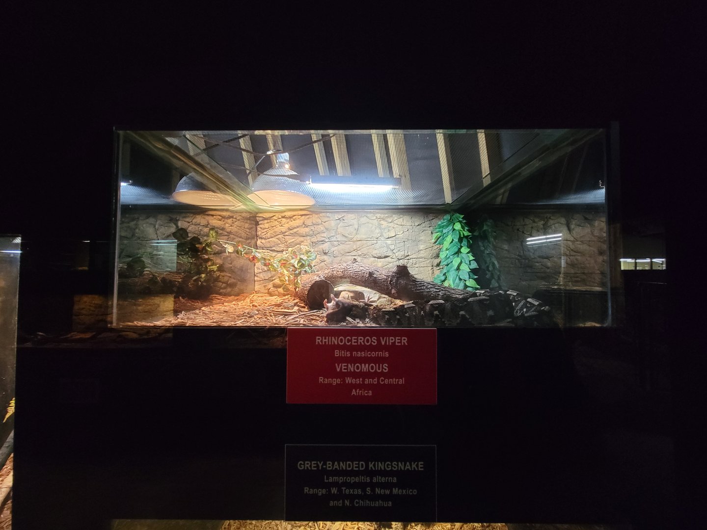 Reptile Lagoon, SOTB - Rhinoceros viper