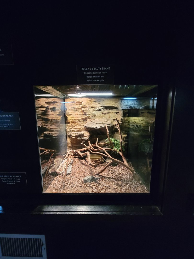 Reptile Lagoon, SOTB - Ridley's beauty snake