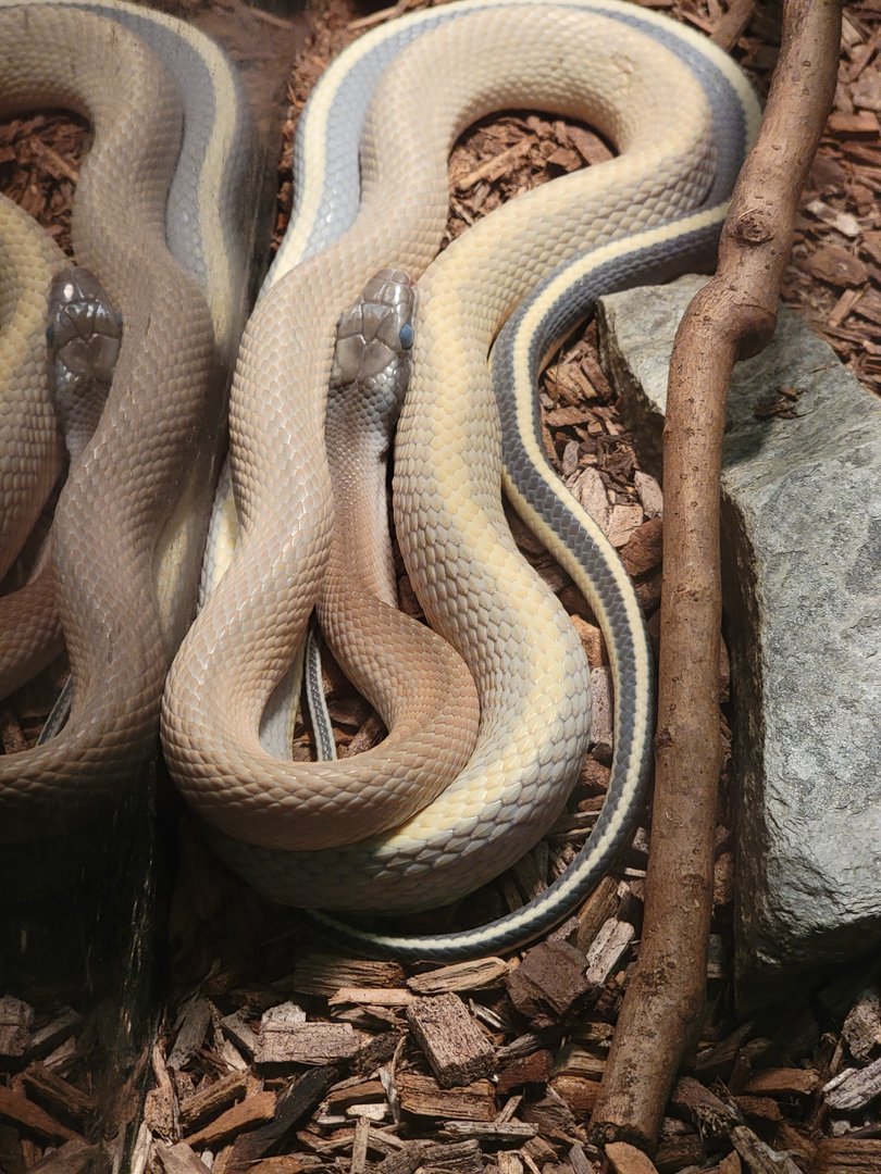 Reptile Lagoon, SOTB - Ridley's beauty snake