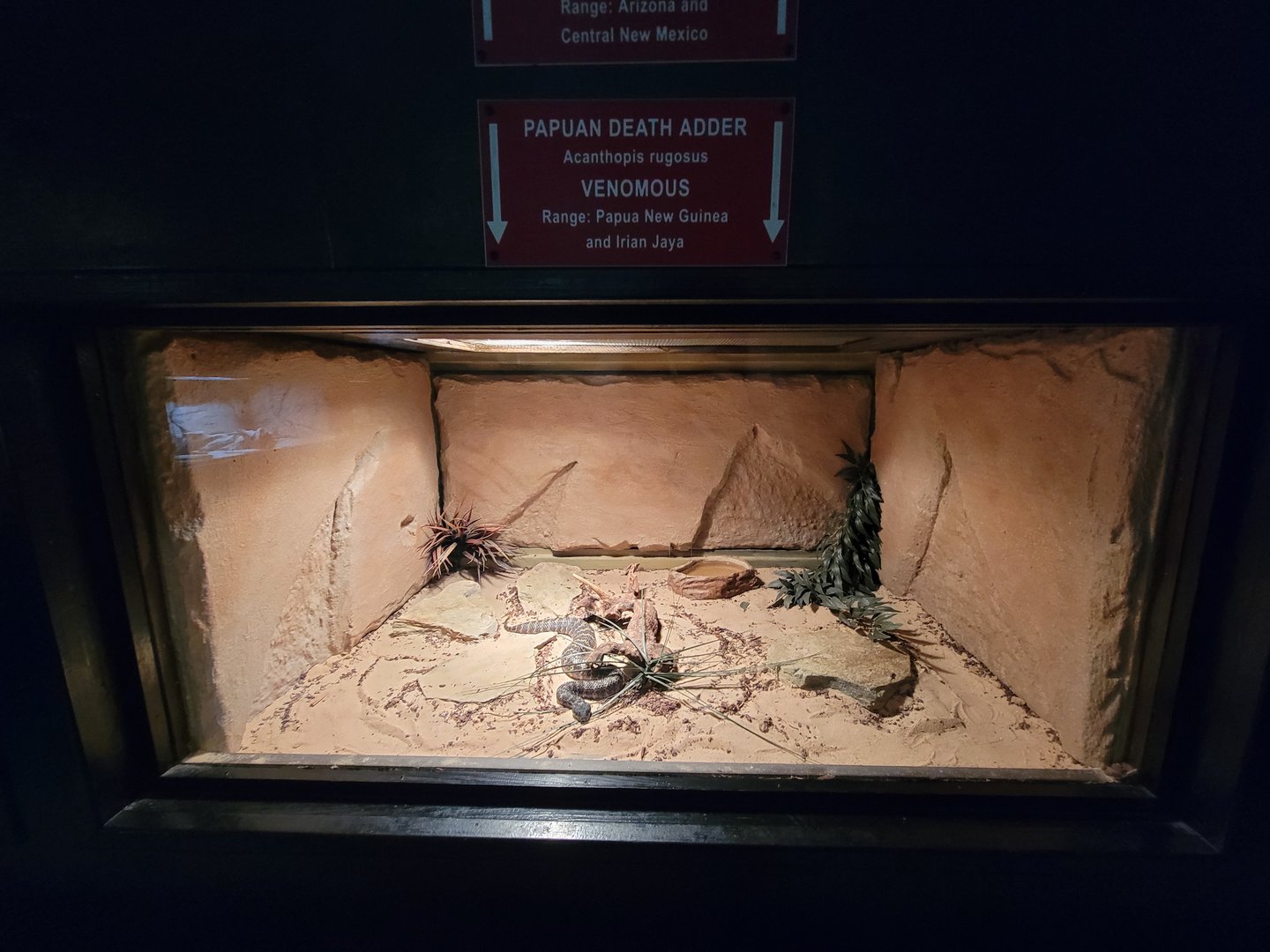 Reptile Lagoon, SOTB - Rough-scaled death adder