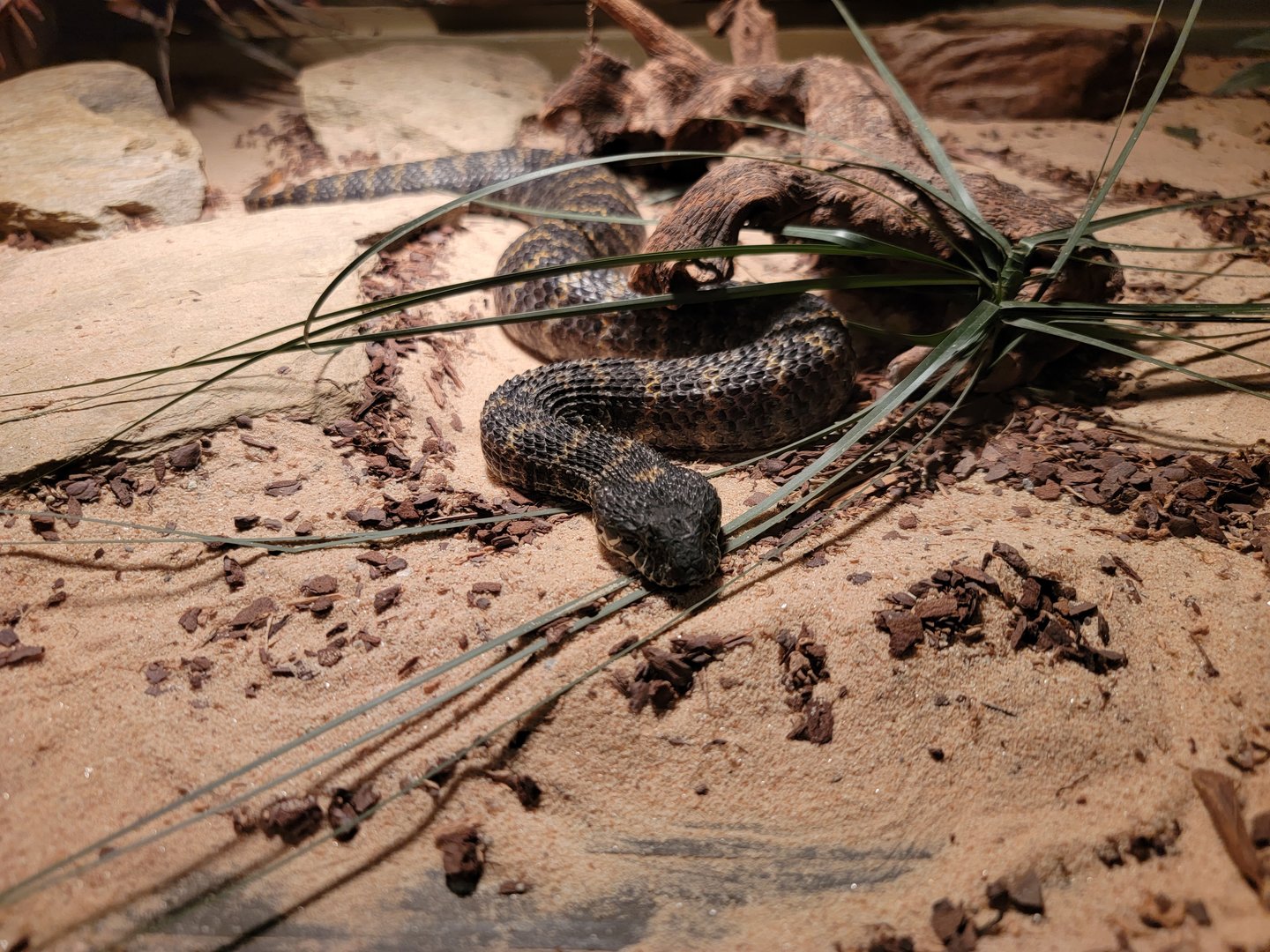 Reptile Lagoon, SOTB - Rough-scaled death adder