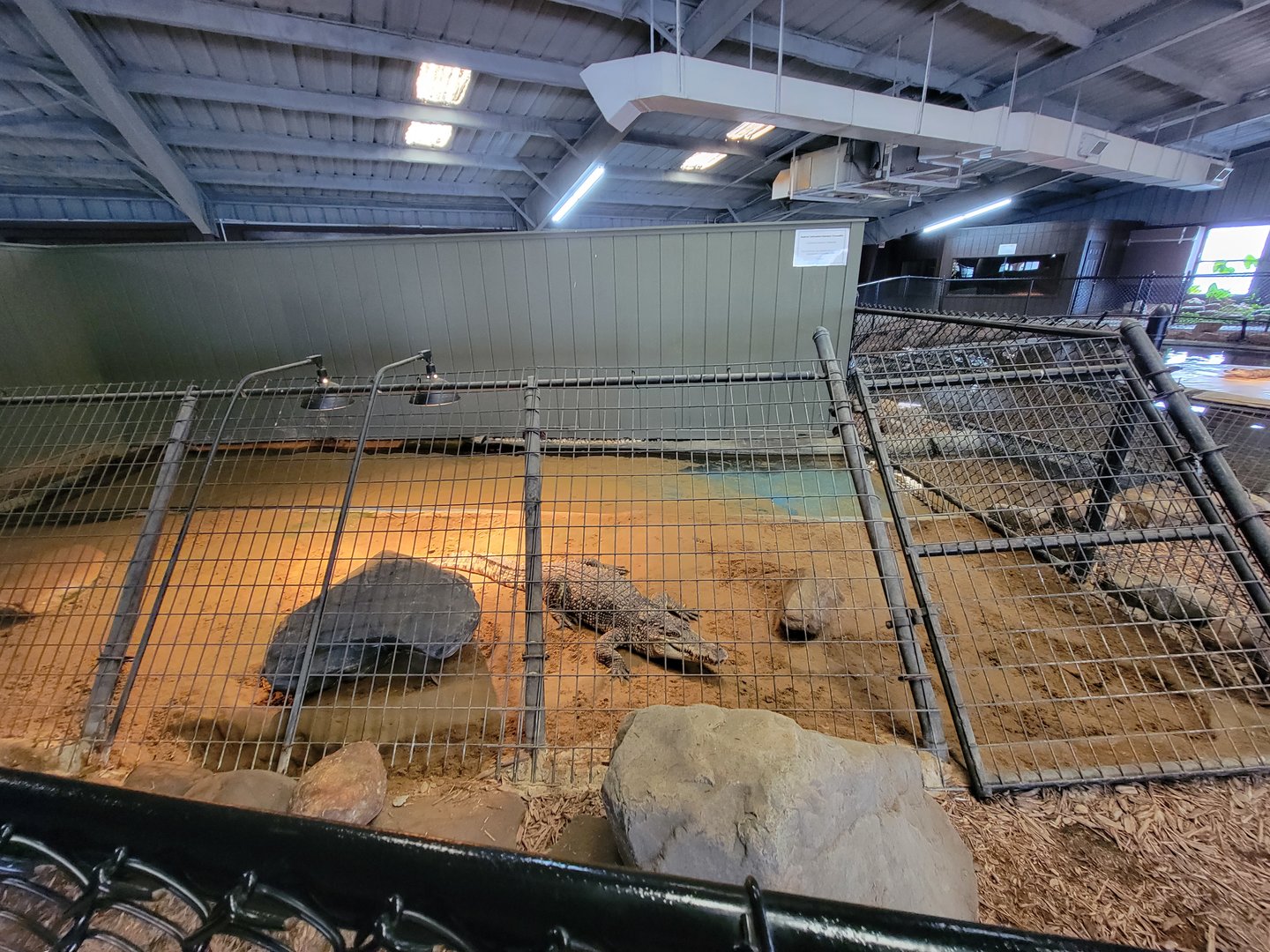 Reptile Lagoon, SOTB - Saltwater x Siamese crocodile