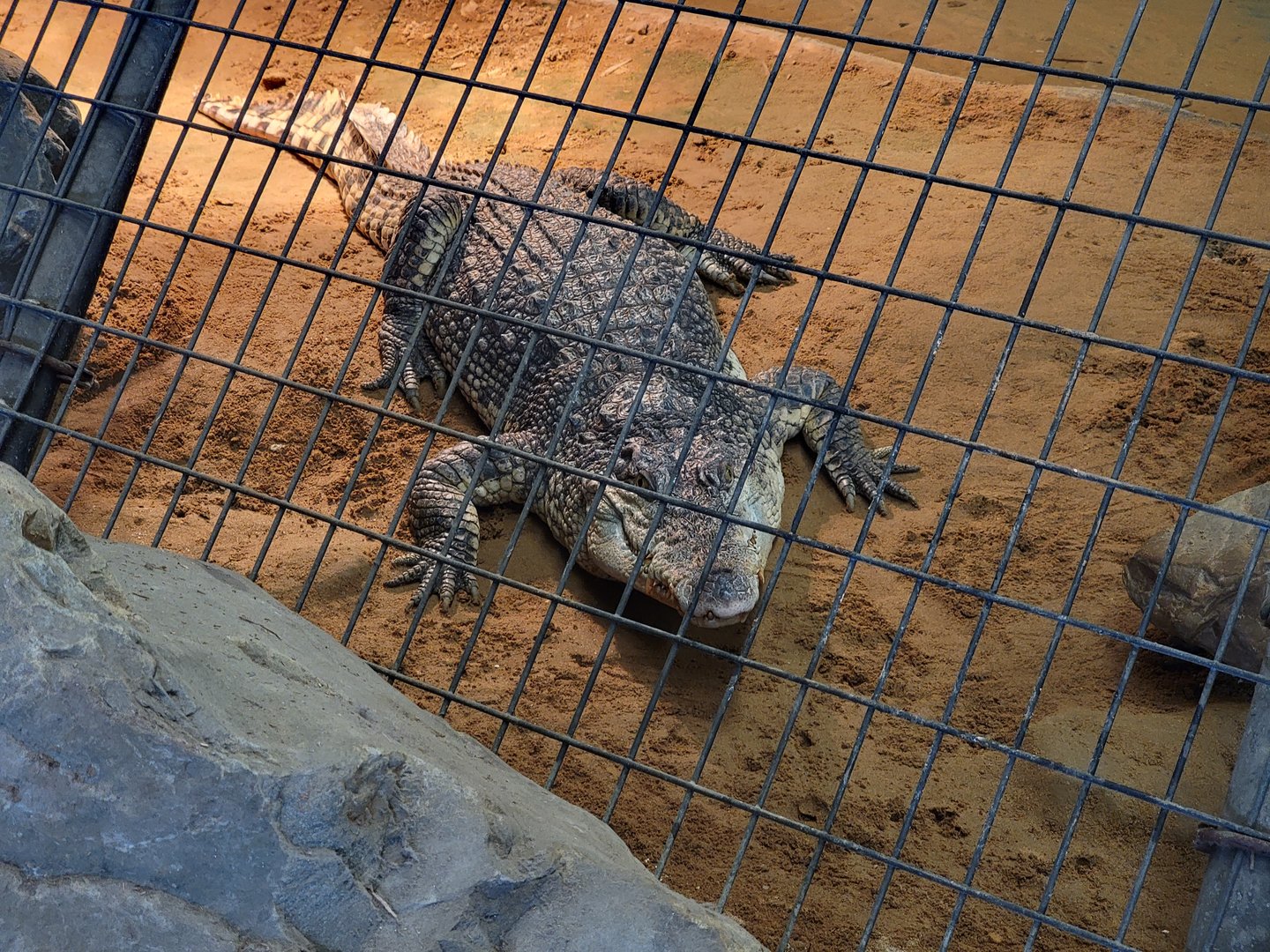 Reptile Lagoon, SOTB - Saltwater x Siamese crocodile