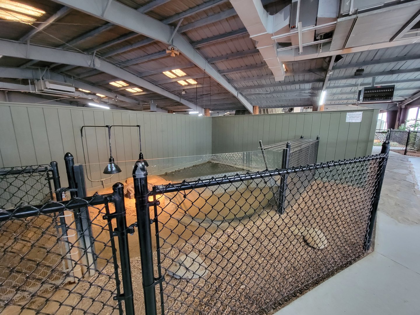 Reptile Lagoon, SOTB - Slender-snouted crocodile