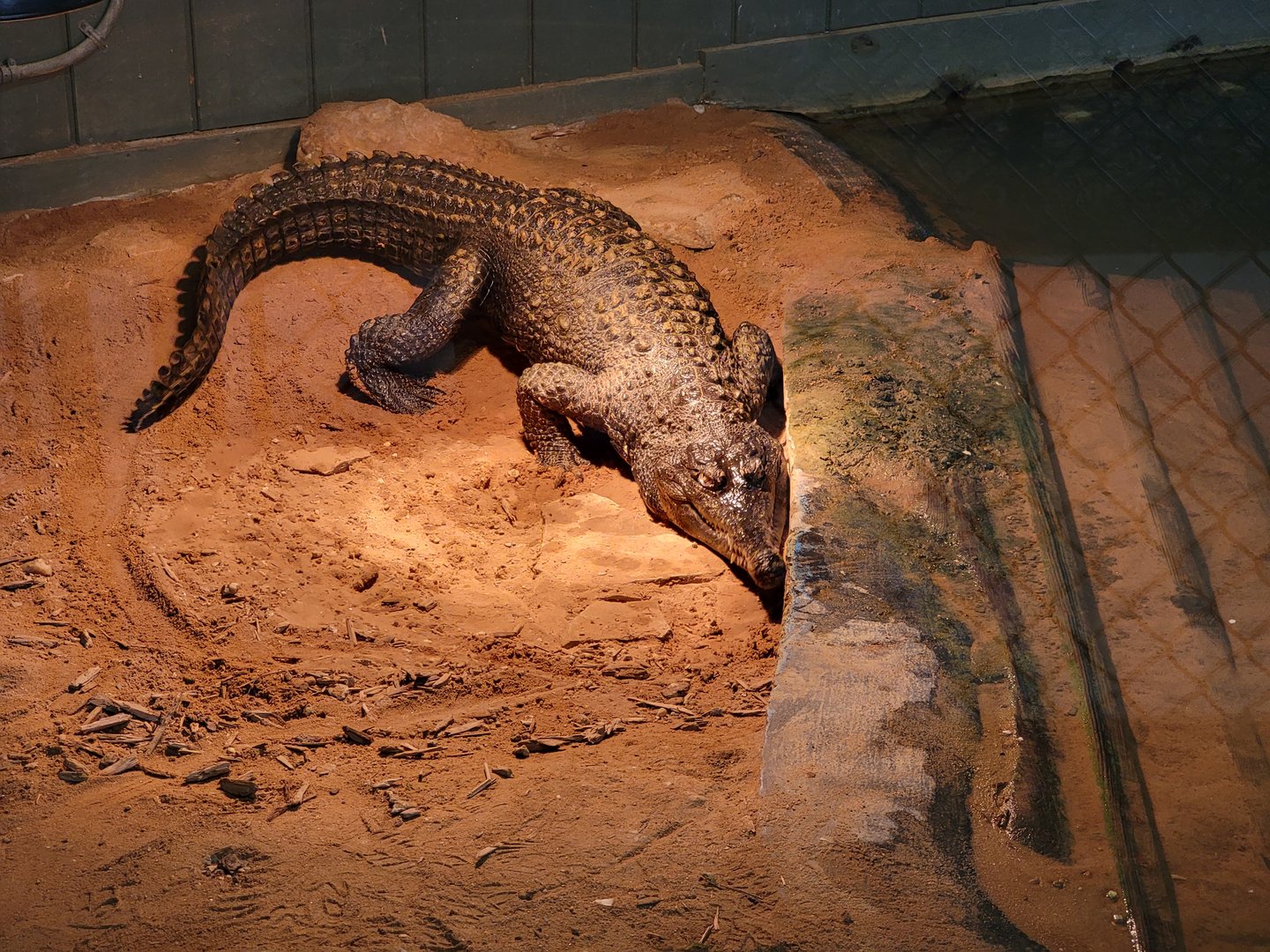 Reptile Lagoon, SOTB - Slender-snouted crocodile