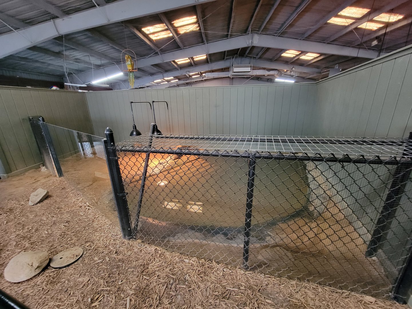 Reptile Lagoon, SOTB - Slender-snouted crocodile