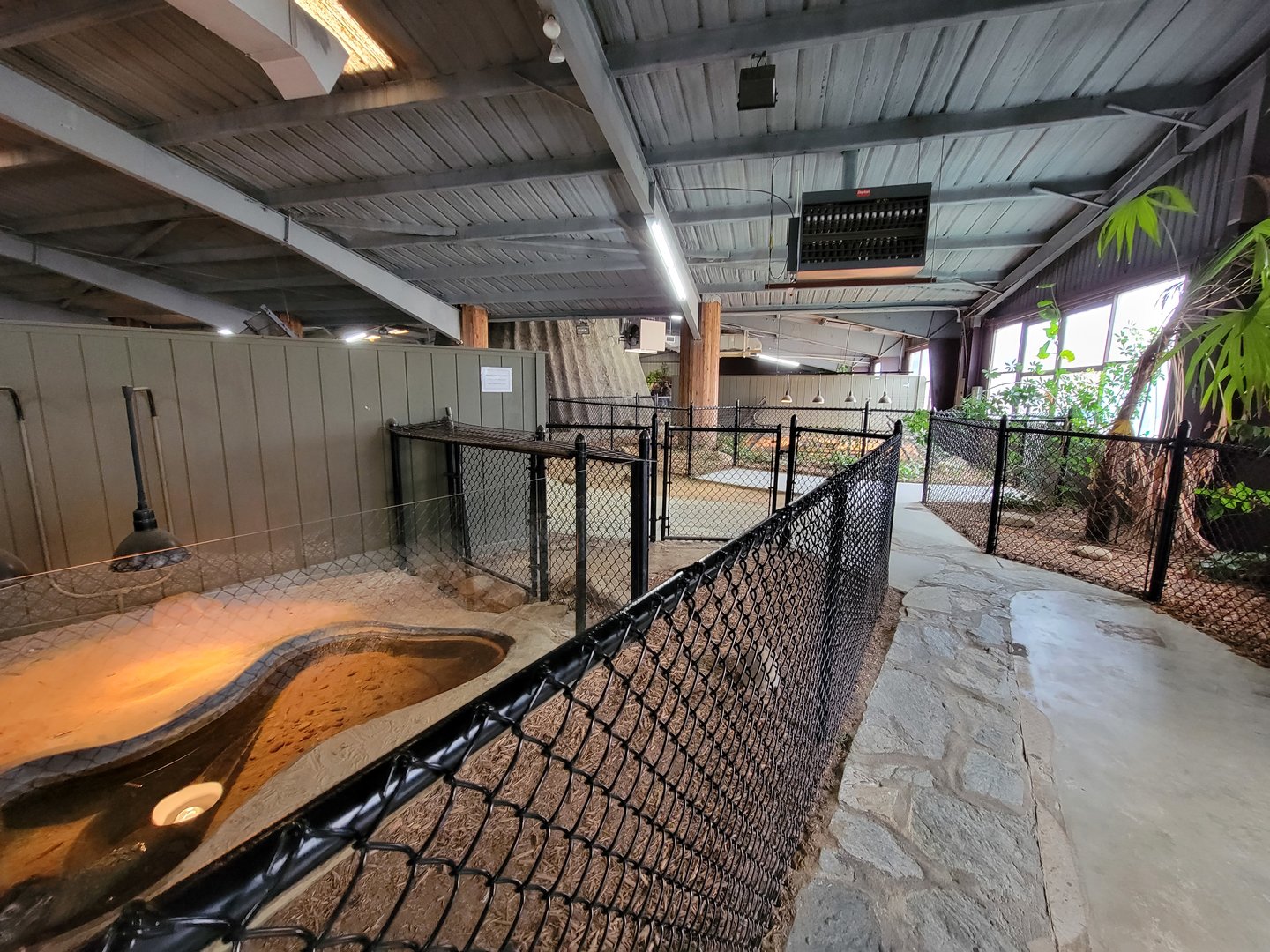 Reptile Lagoon, SOTB - Smooth-fronted caiman, path