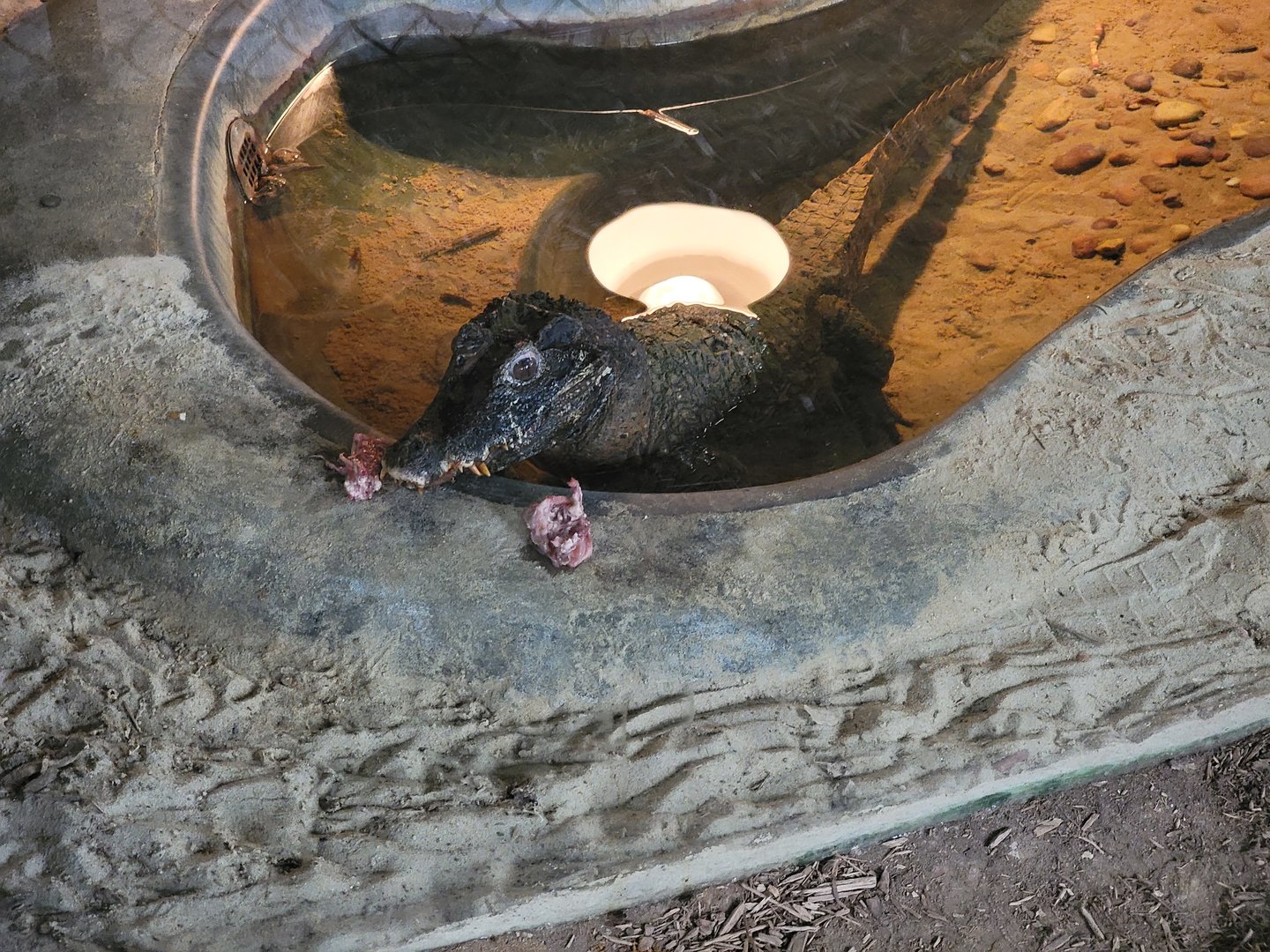 Reptile Lagoon, SOTB - Smooth-fronted caiman