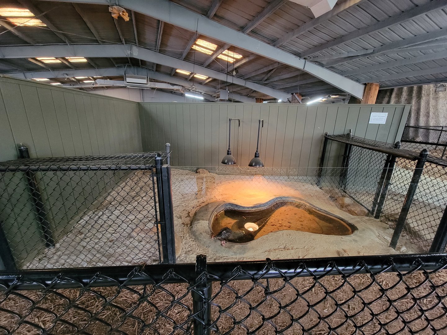 Reptile Lagoon, SOTB - Smooth-fronted caiman