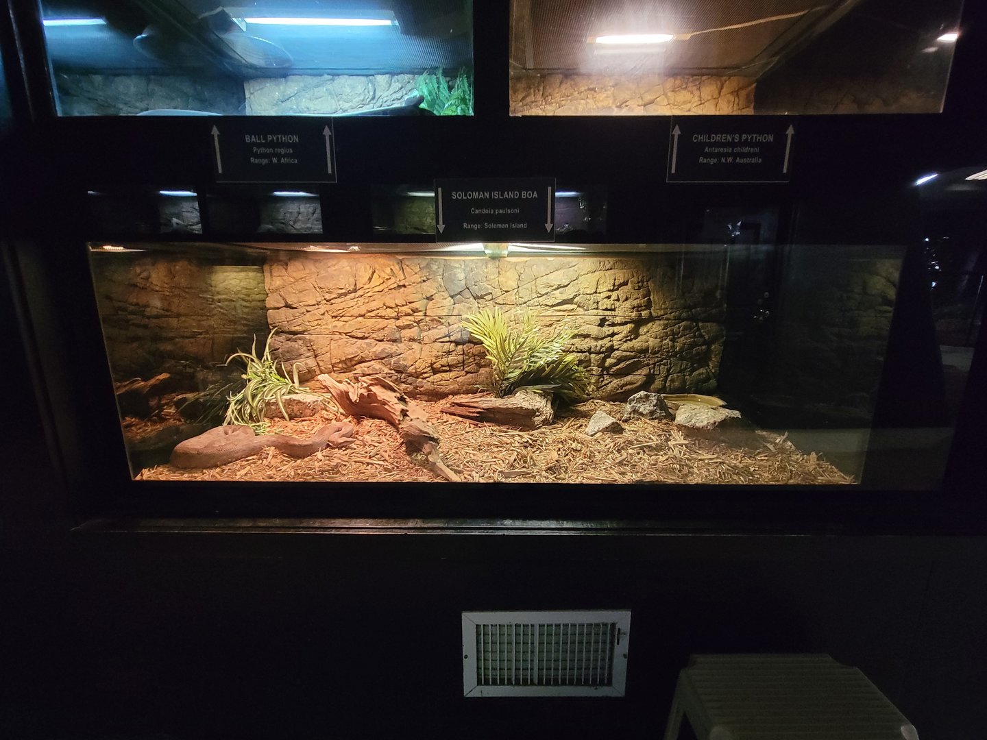 Reptile Lagoon, SOTB - Solomon Islands ground boa