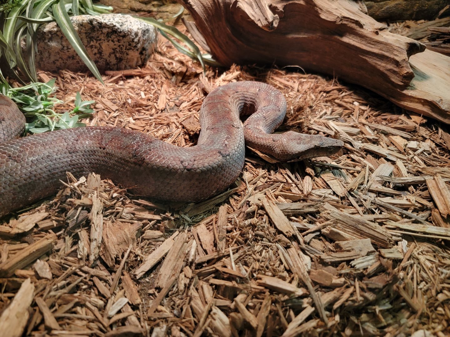 Reptile Lagoon, SOTB - Solomon Islands ground boa