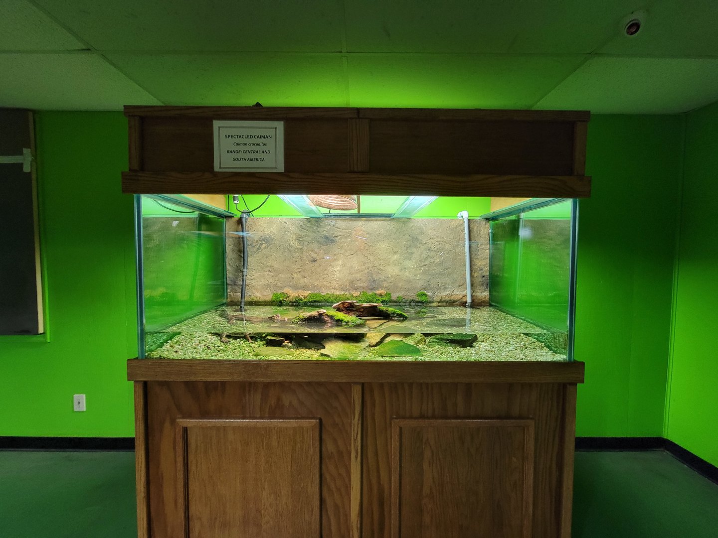 Reptile Lagoon, SOTB - Spectacled caiman
