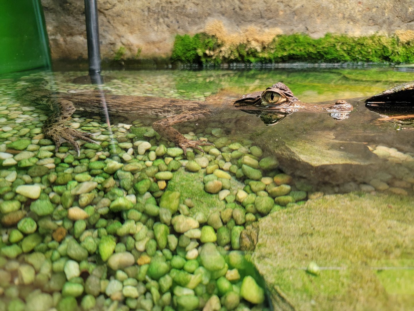 Reptile Lagoon, SOTB - Spectacled caiman