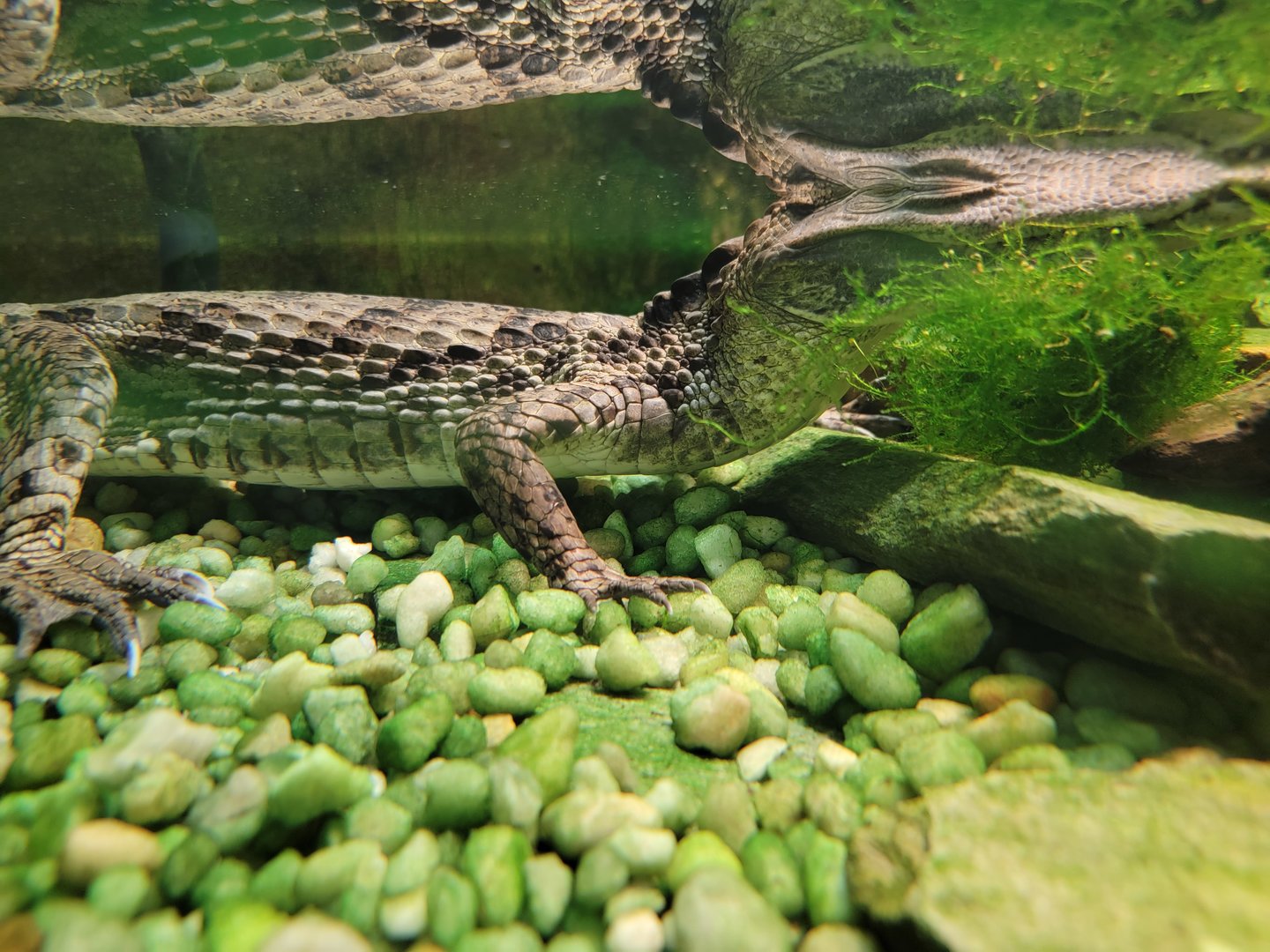 Reptile Lagoon, SOTB - Spectacled caiman