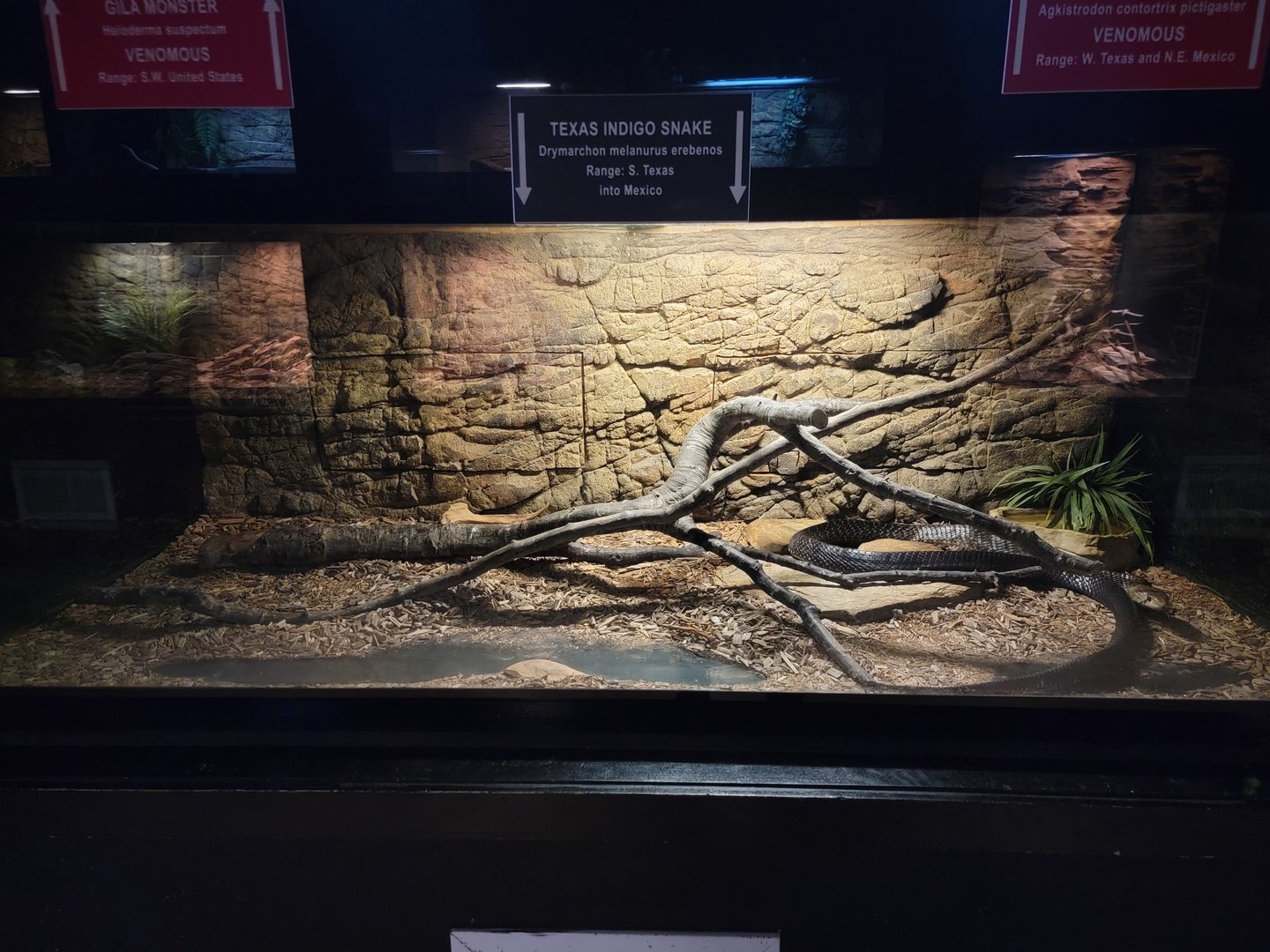 Reptile Lagoon, SOTB - Texas Indigo snake