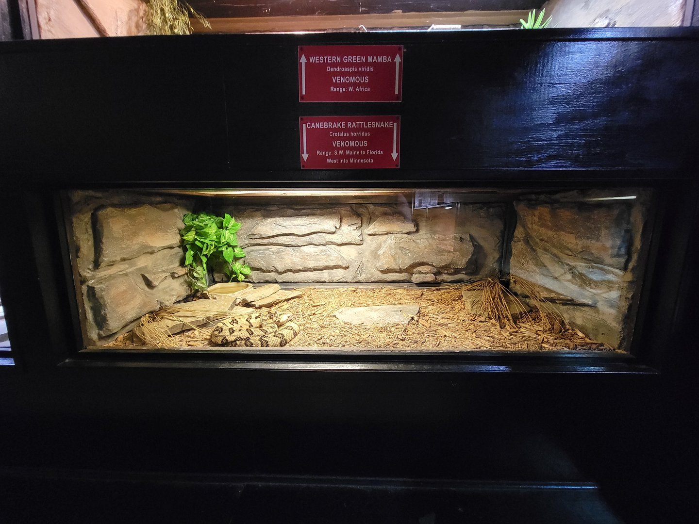 Reptile Lagoon, SOTB - Timber rattlesnake