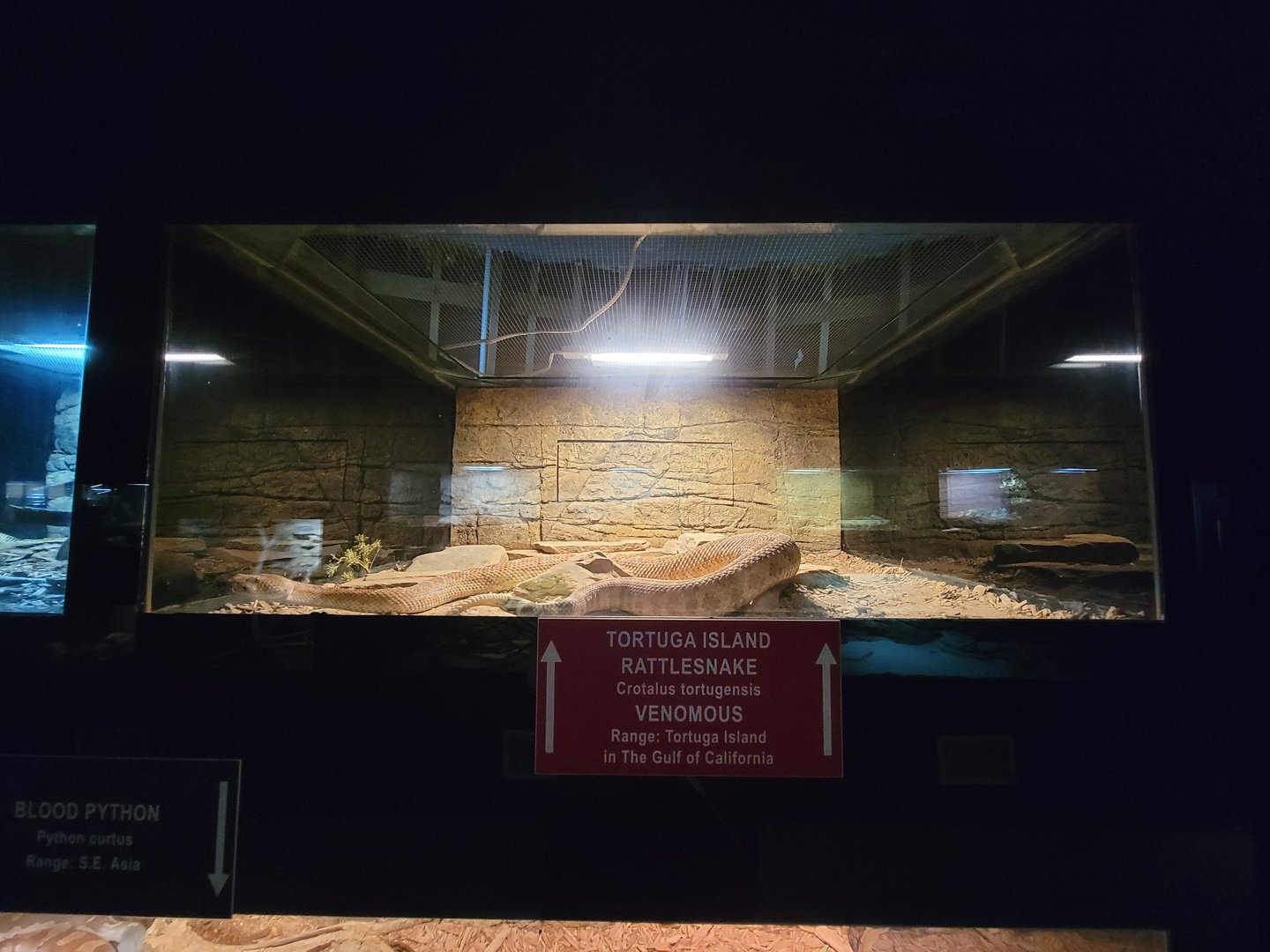 Reptile Lagoon, SOTB - Tortuga Island rattlesnake
