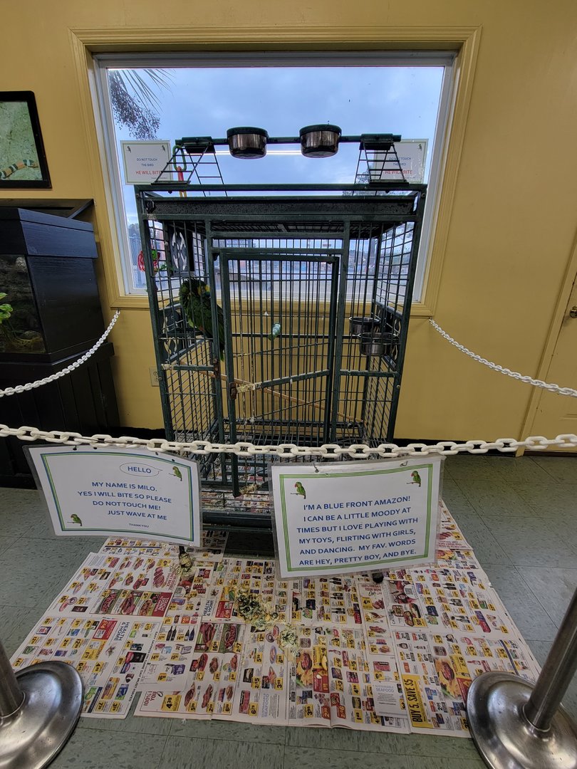 Reptile Lagoon, SOTB - Turqoise-fronted Amazon