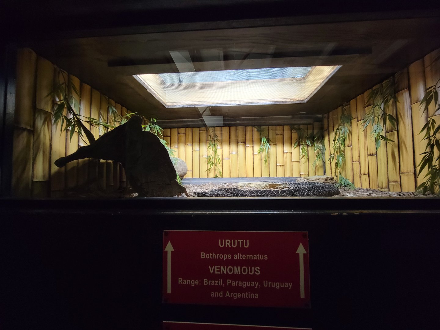 Reptile Lagoon, SOTB - Urutu