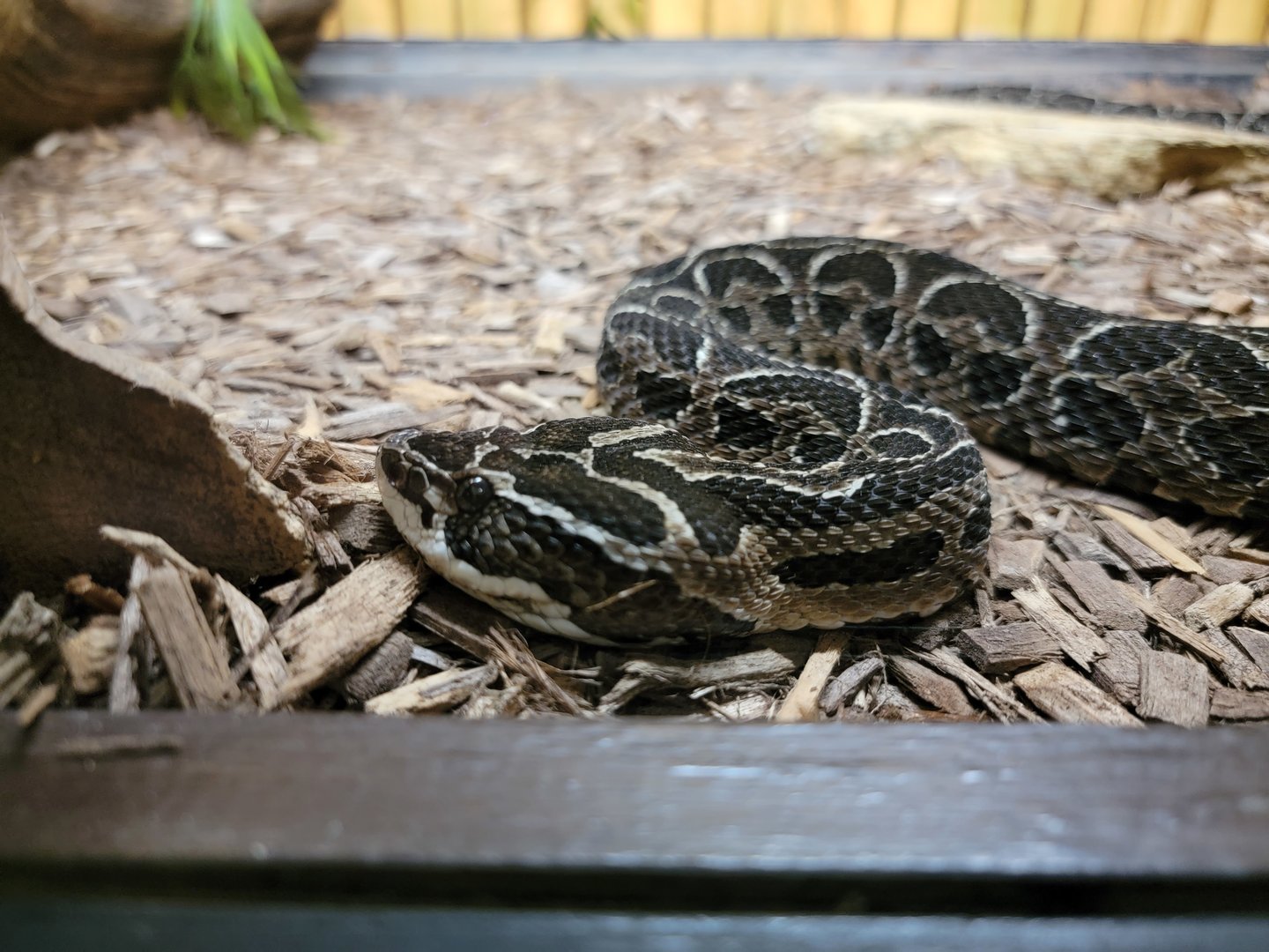 Reptile Lagoon, SOTB - Urutu