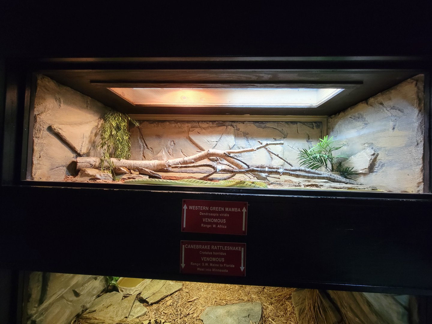 Reptile Lagoon, SOTB - Western green mambas