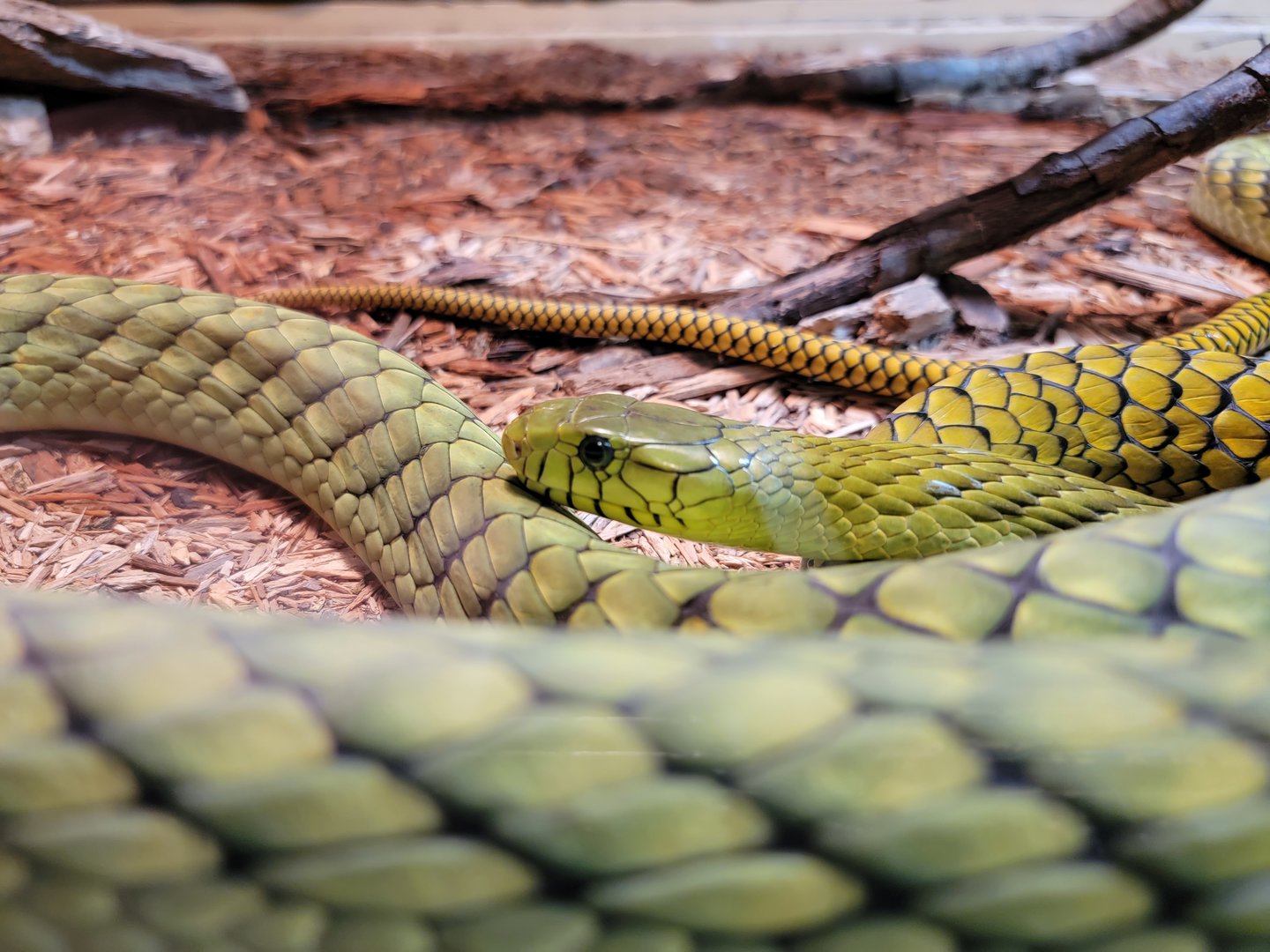 Reptile Lagoon, SOTB - Western green mambas