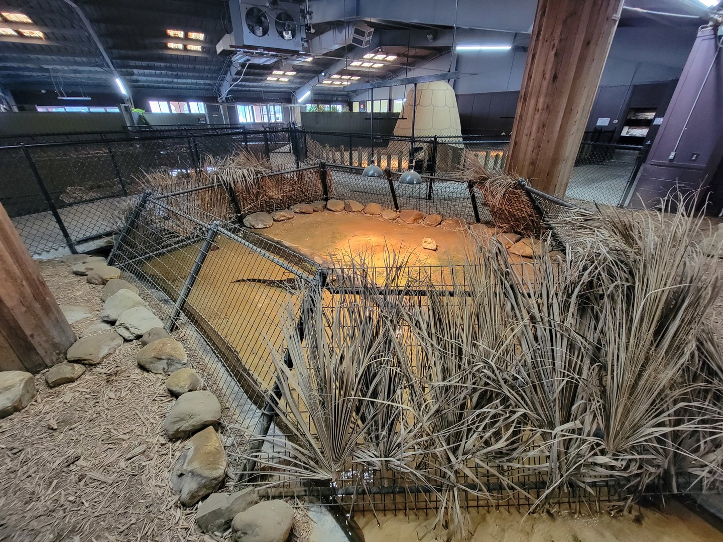 Reptile Lagoon, SOTB - Yacare Caiman