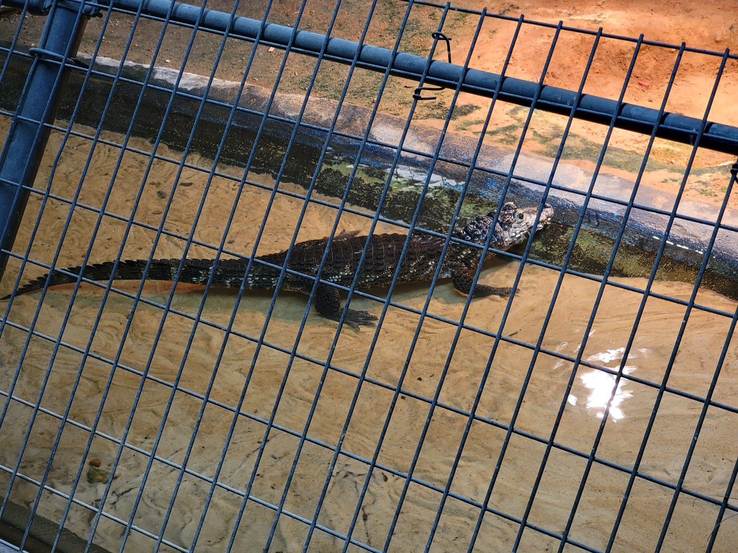 Reptile Lagoon, SOTB - Yacare Caiman