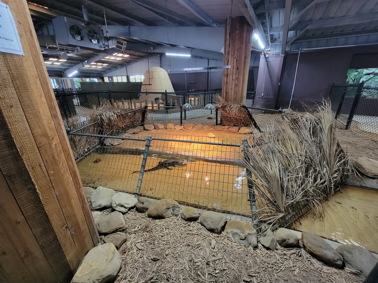 Reptile Lagoon, SOTB - Yacare Caiman