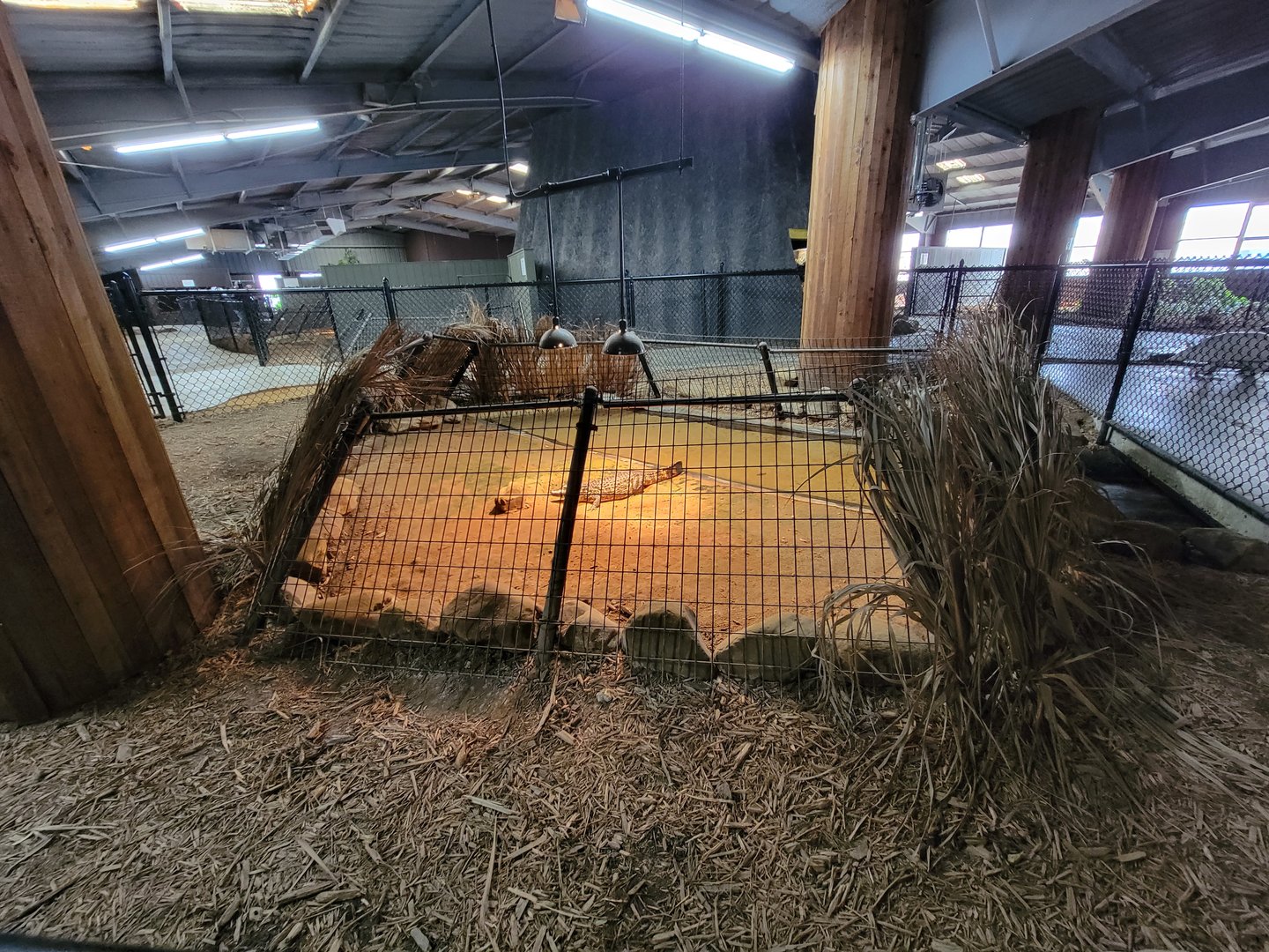 Reptile Lagoon, SOTB - Yacare Caiman